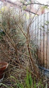 Dead broom plant #ichallengems