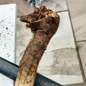 broom root #ichallengems